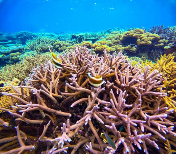 Staghorn Corals in vibrant reefs representing Milliarda Cannes Pearls of Joy luxury perfumes collection inspired by coral