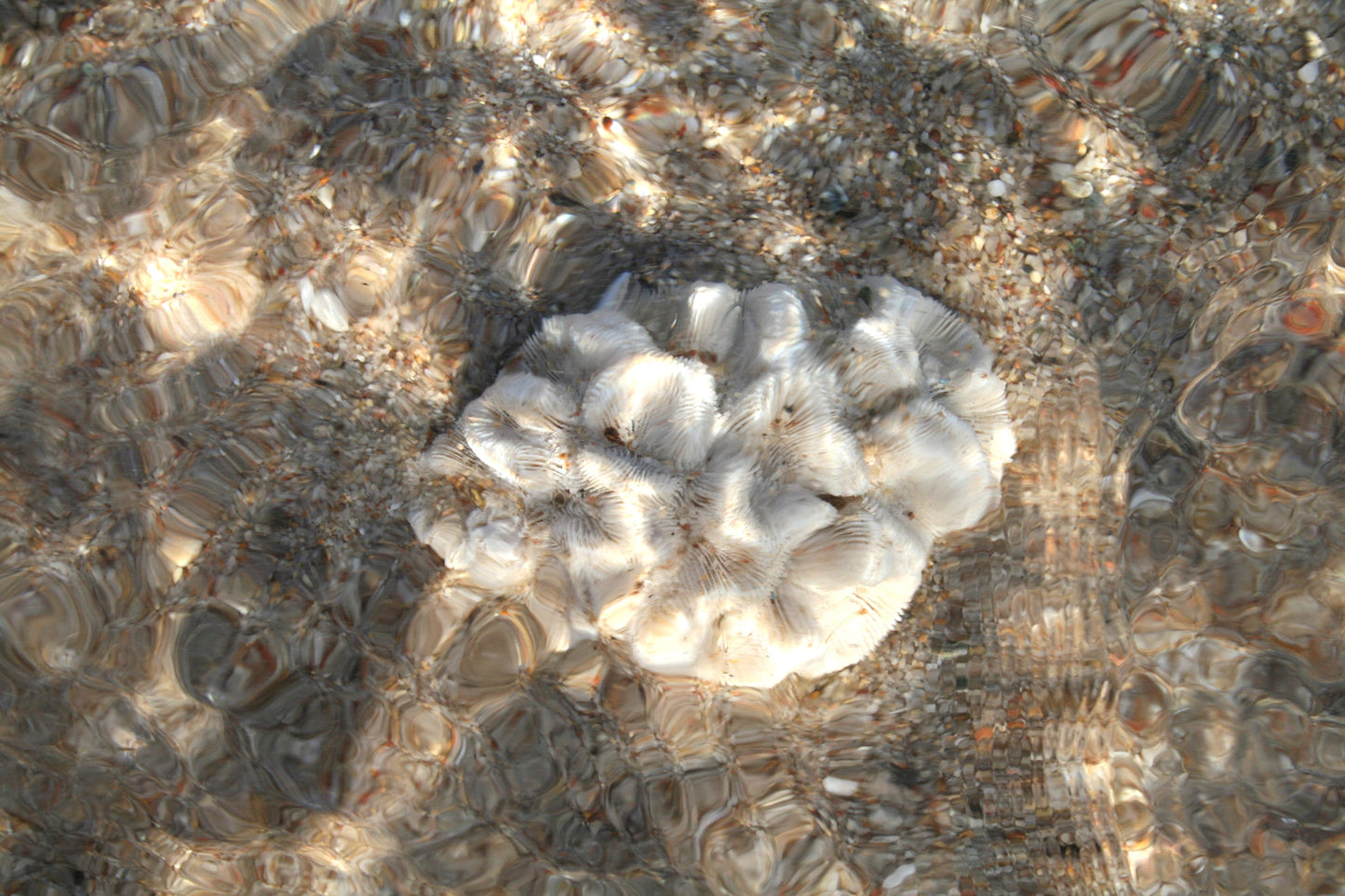LE CORAIL Femme