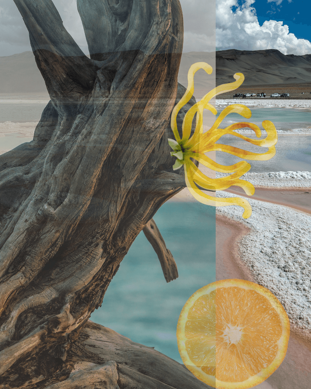Le Récif parfum composition collage of a tree trunk, yellow flower, and sliced orange with a beach and mountain background.