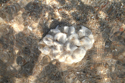 LE CORAIL Femme